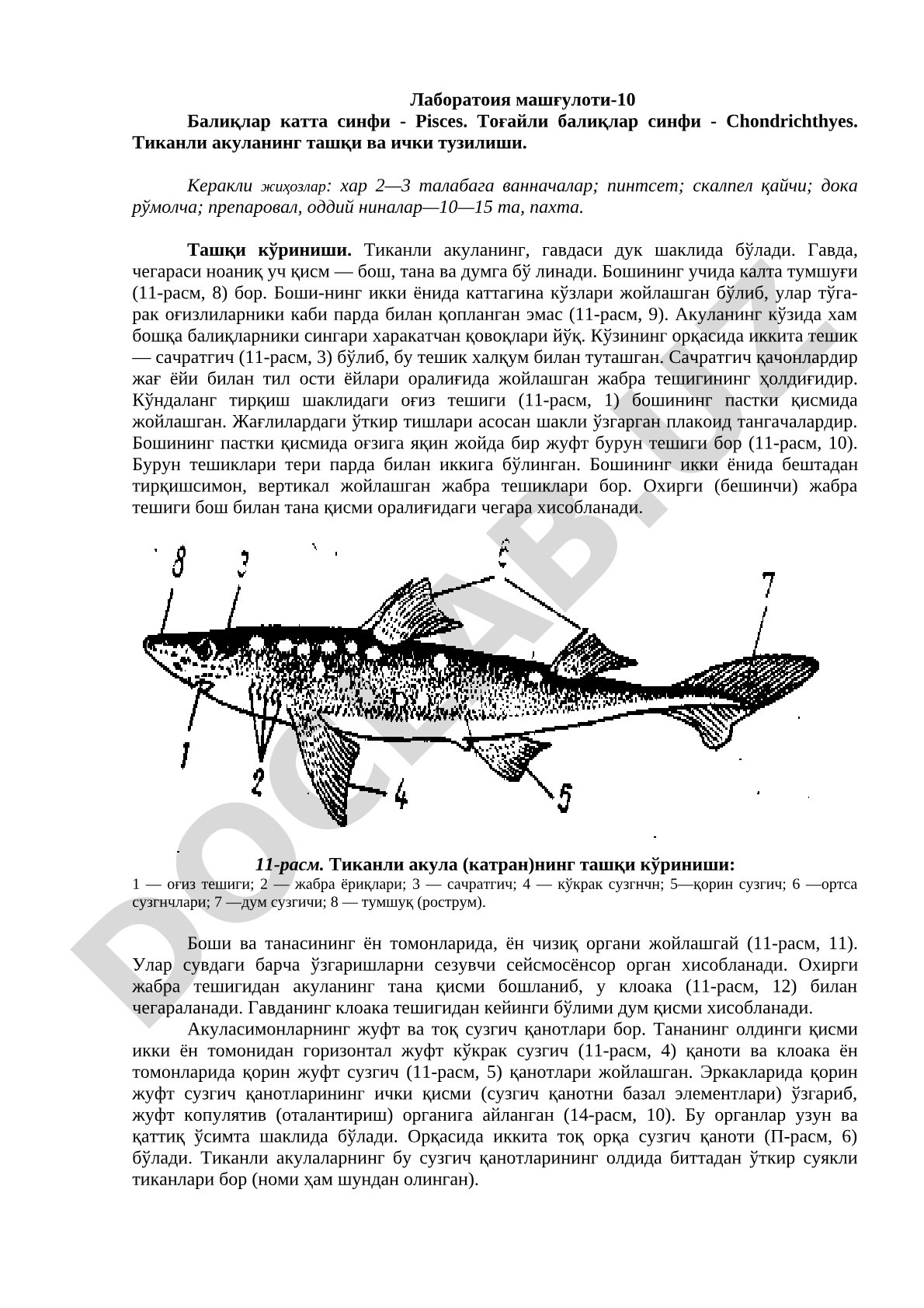 Тиканли акуланинг ташқи ва ички тузилиши