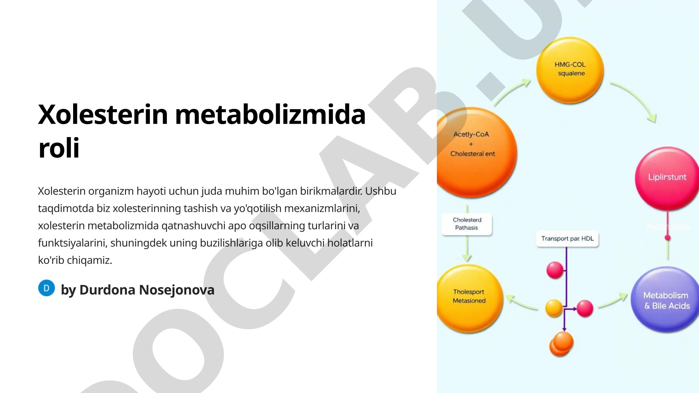 Xolesterin metabolizmida roli