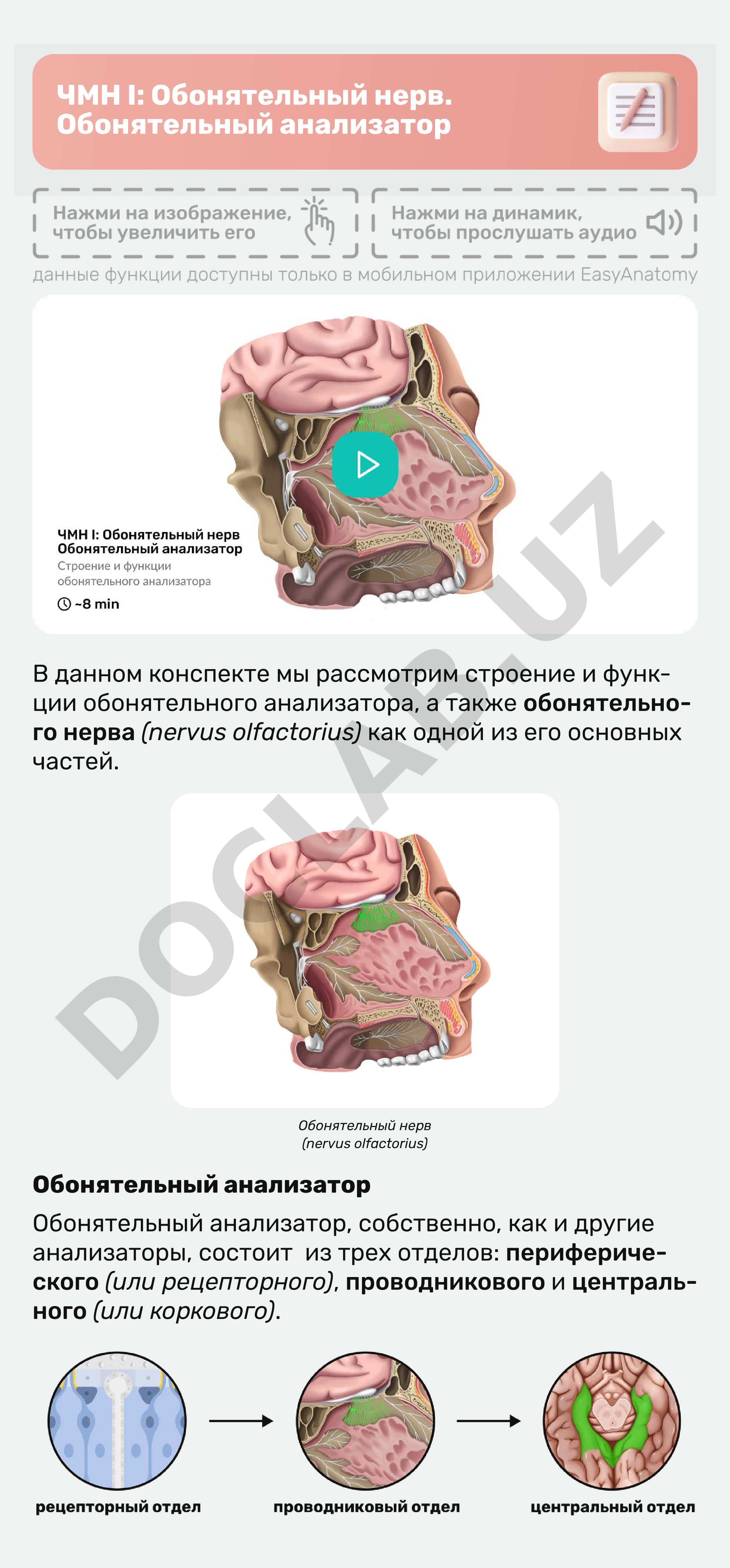 ЧМН I: Обонятельный нерв. Обонятельный анализатор