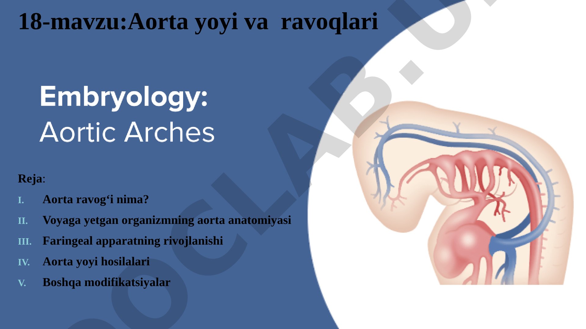 Aorta yoyi va ravoqlari
