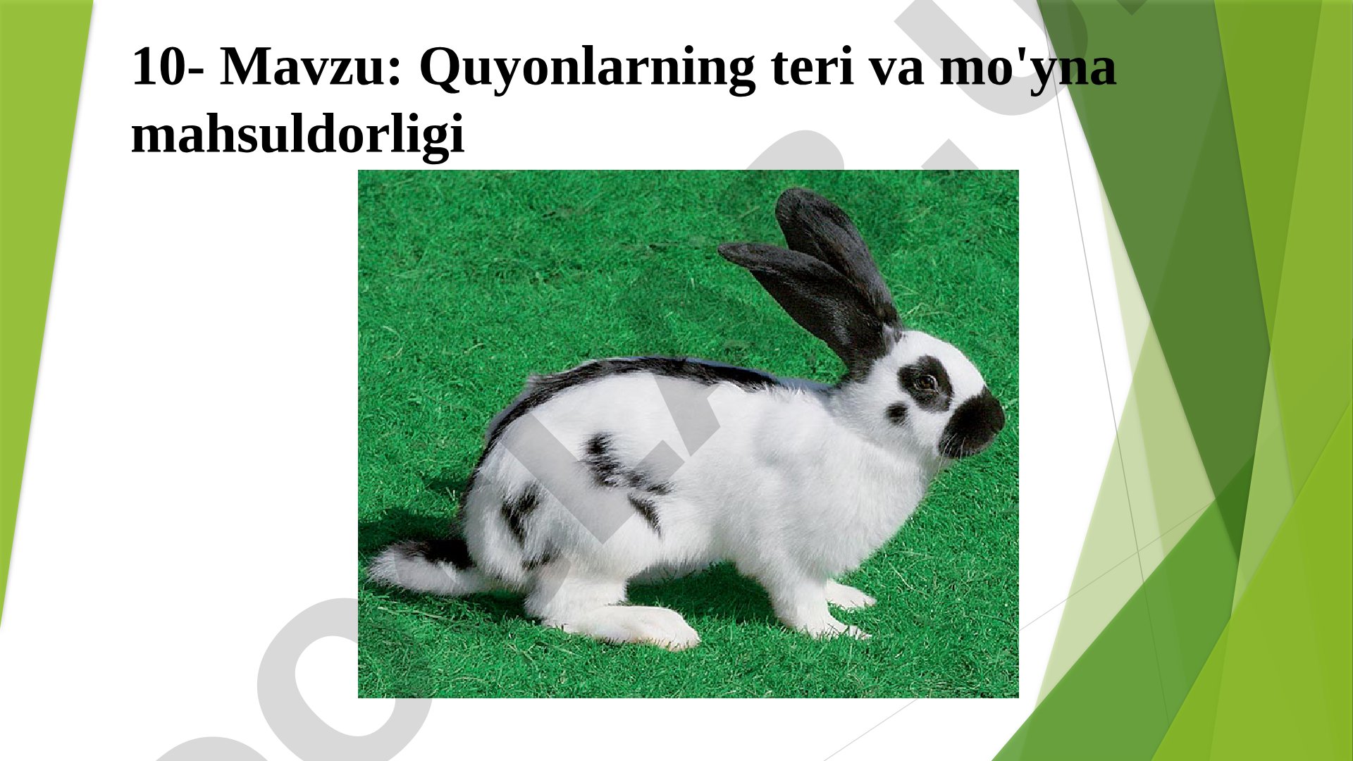 Quyonlarnini terisi