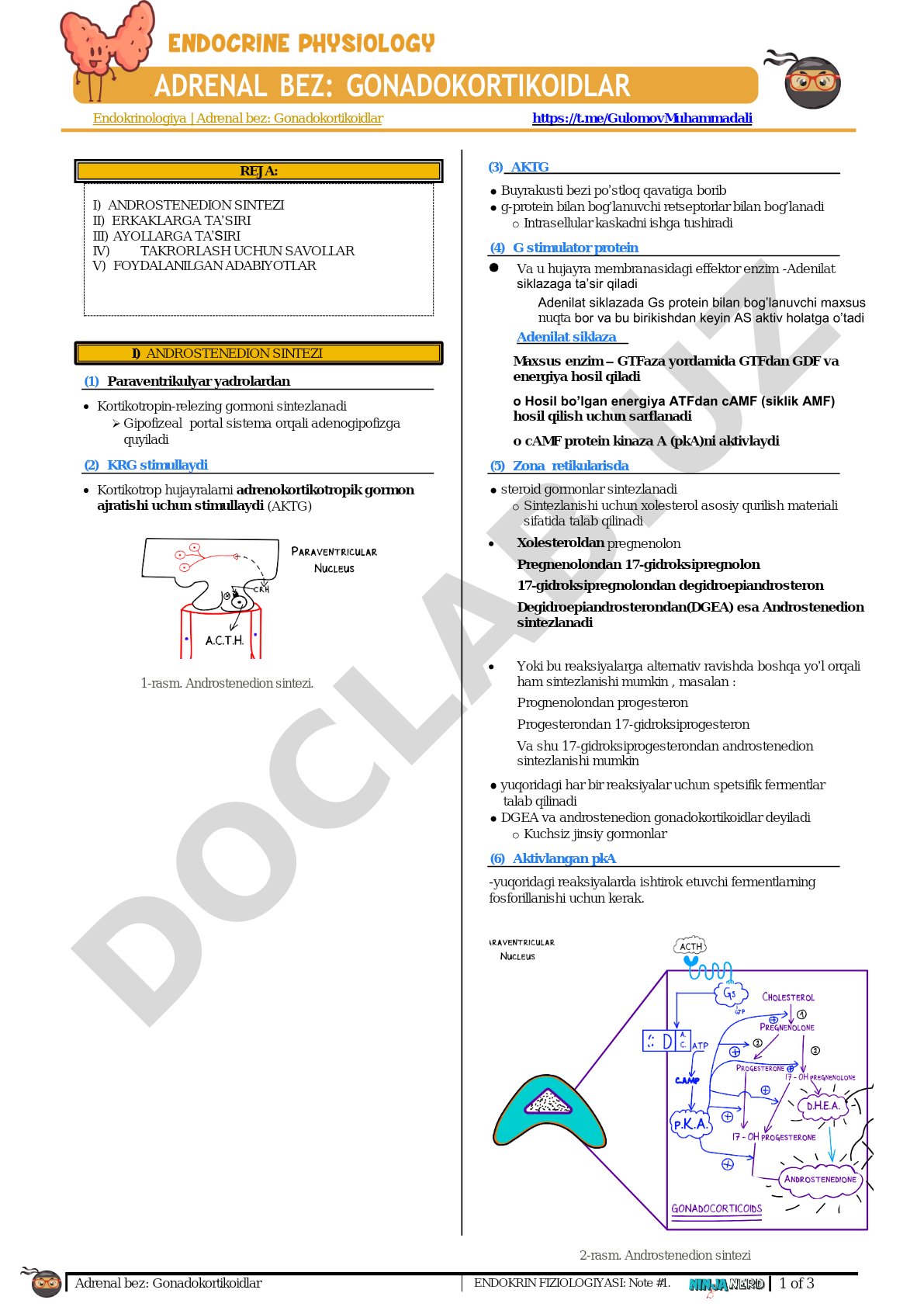Adrenal bez: Gonadokortikoidlar endokrin fiziologiyasi