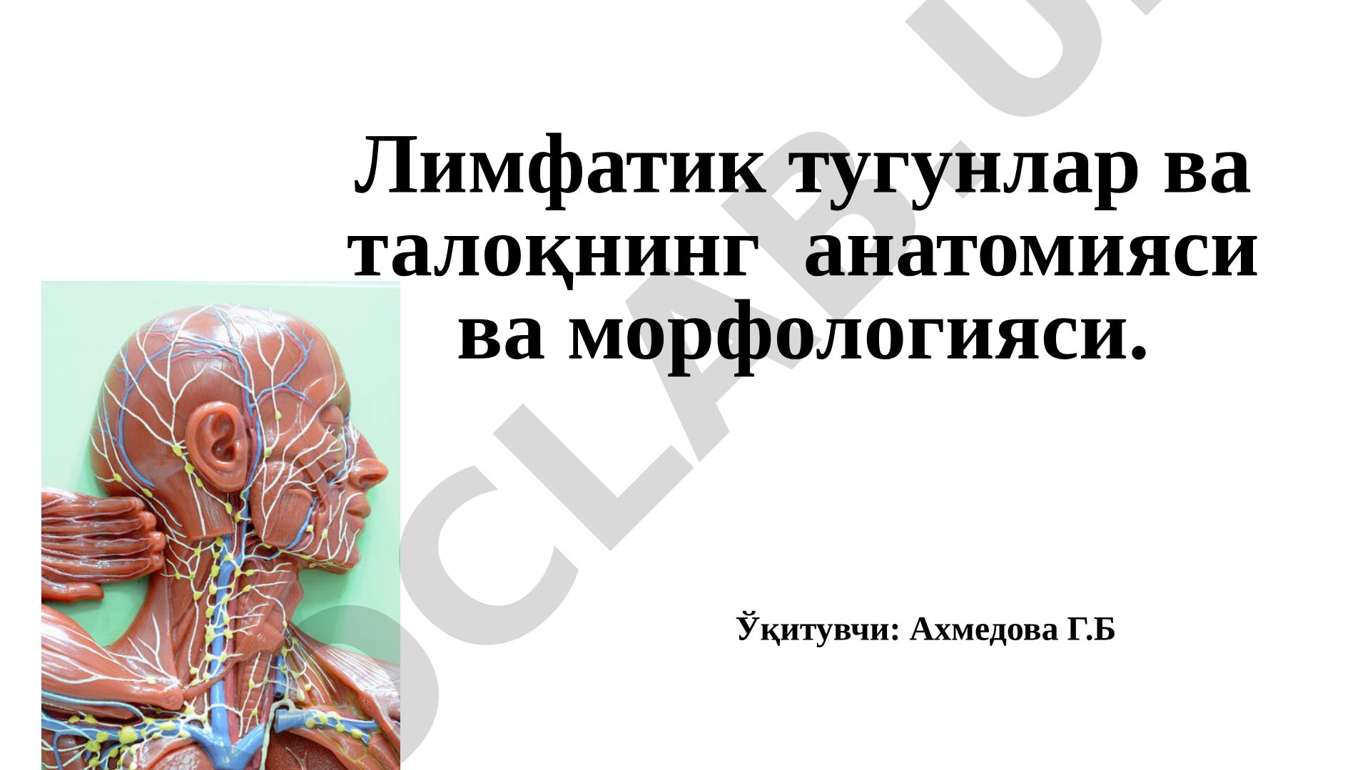 Лимфатик тугунлар ва талоқнинг анатомияси ва морфологияси