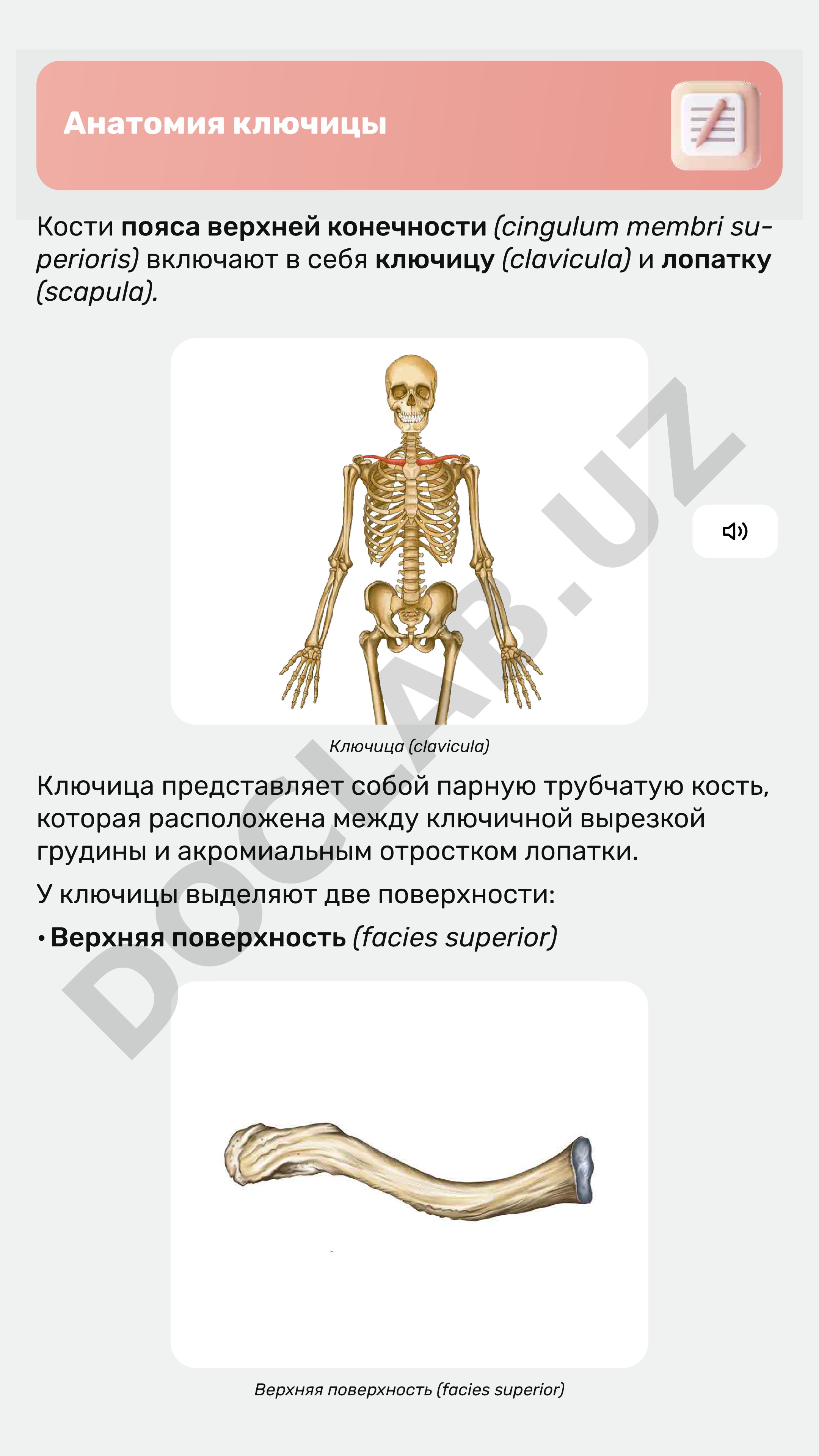Анатомия ключицы