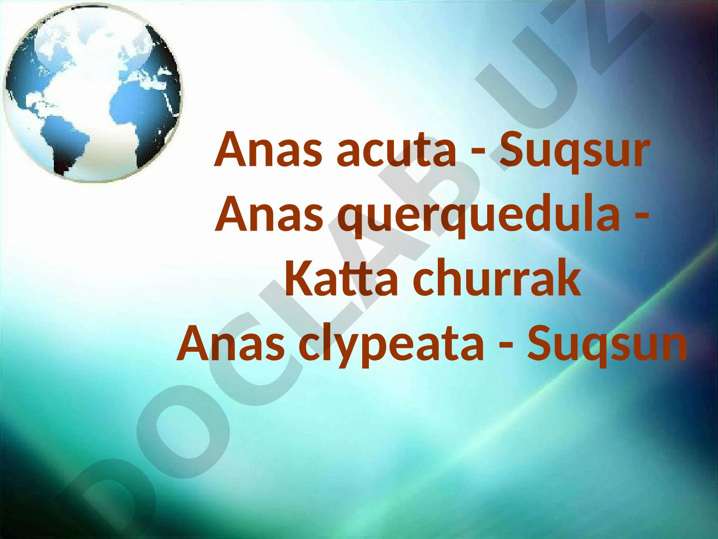 Suqsur, Katta churrak va Suqsun qush turlarining tarqalishi