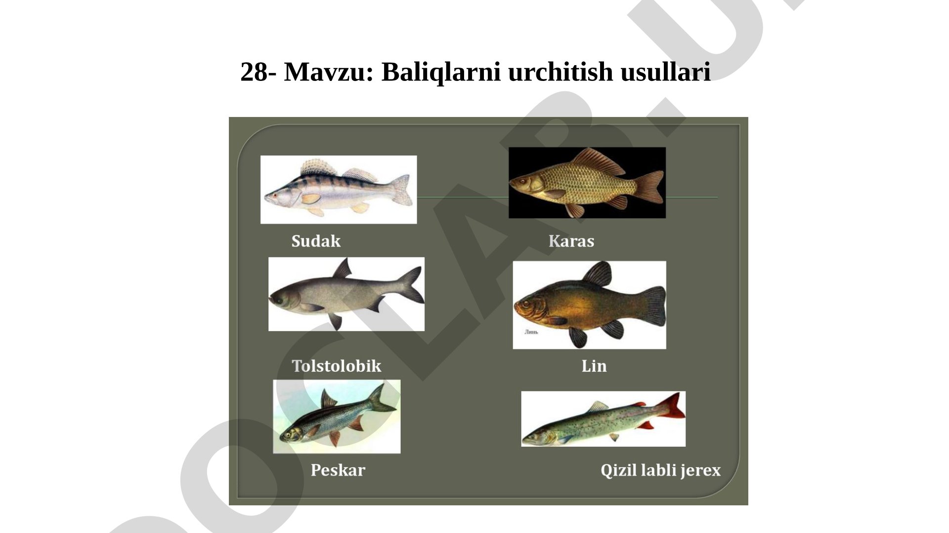 Baliqlarni urchitish usullari