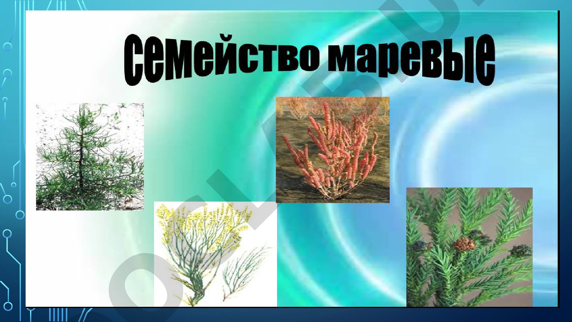 Систематическое положение семейства Маревые (Chenopodiaceae)
