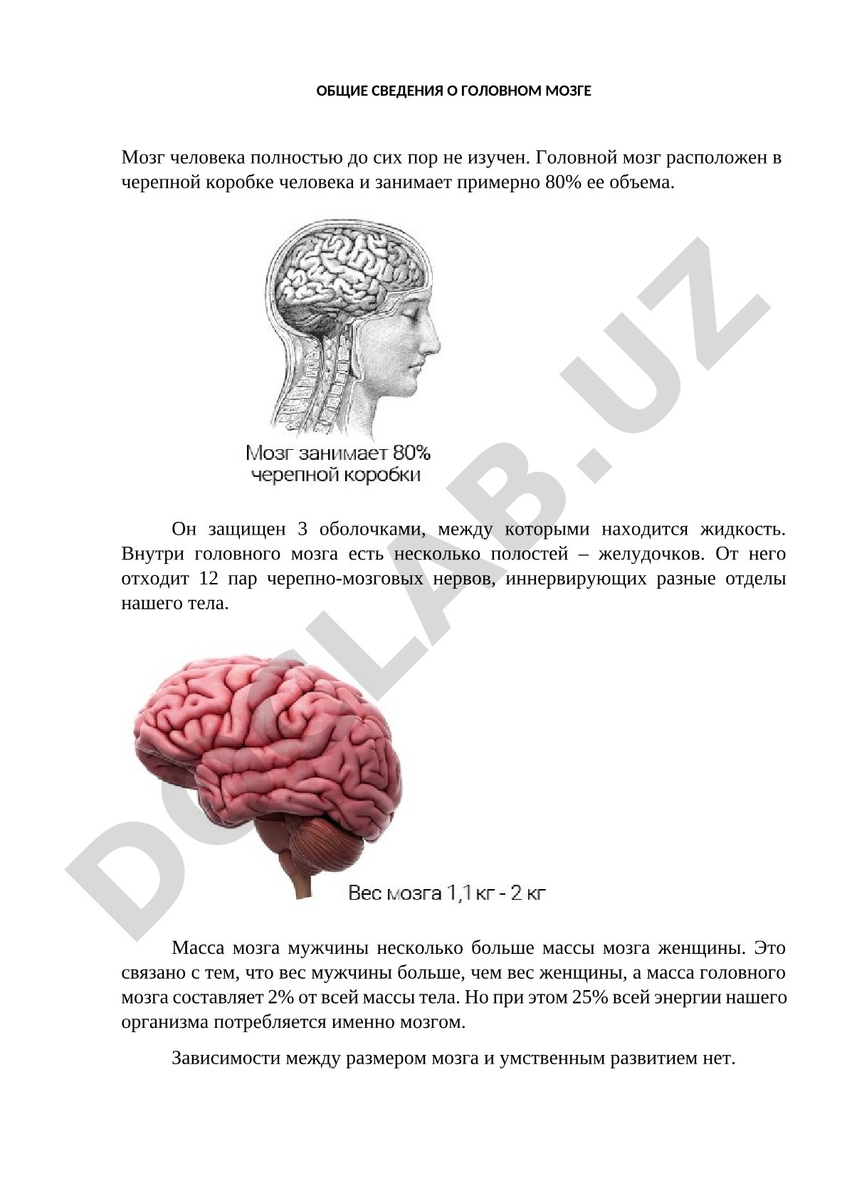 Общие сведения о головном мозге