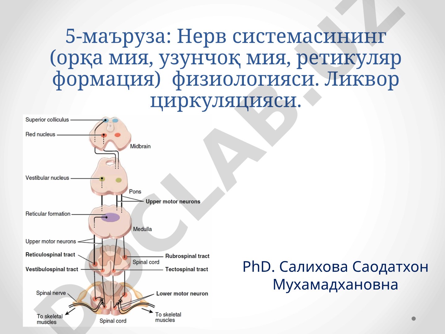 Нерв системасининг (орқа мия, узунчоқ мия, ретикуляр формация) физиологияси. Ликвор циркуляцияси