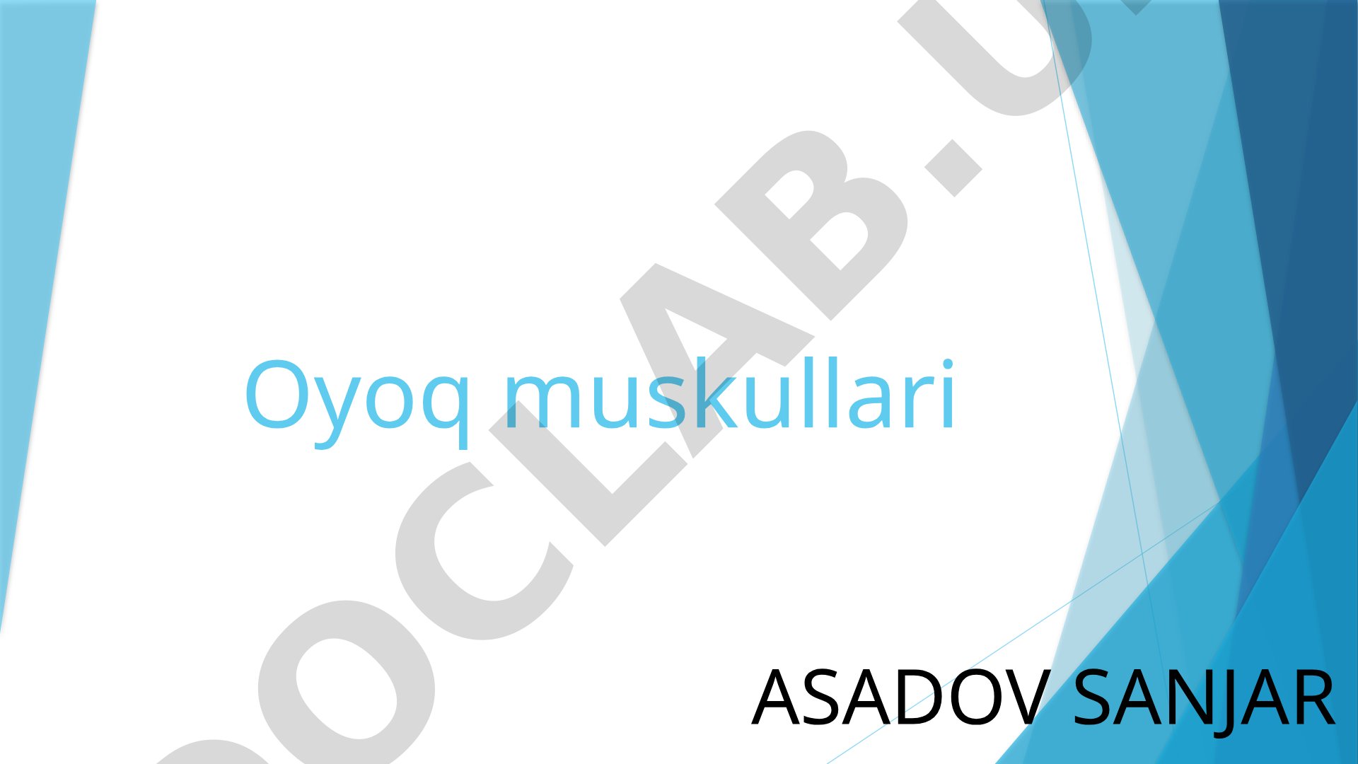 Oyoq muskullari
