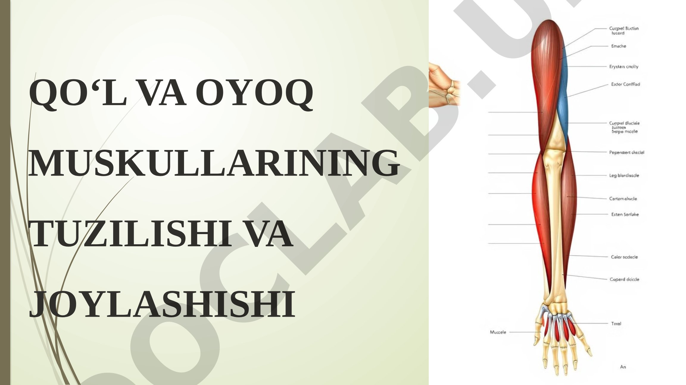 Qo‘l va oyoq muskullarining tuzilishi va joylashishi