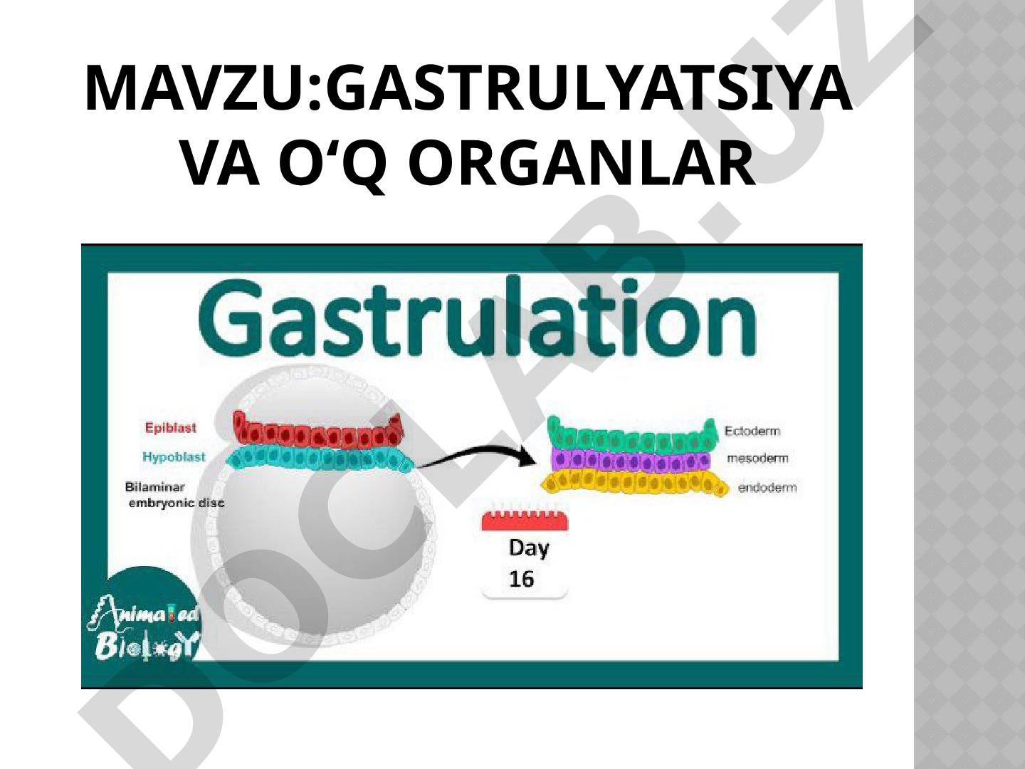 Gastrulyatsiya va O‘q Organlar