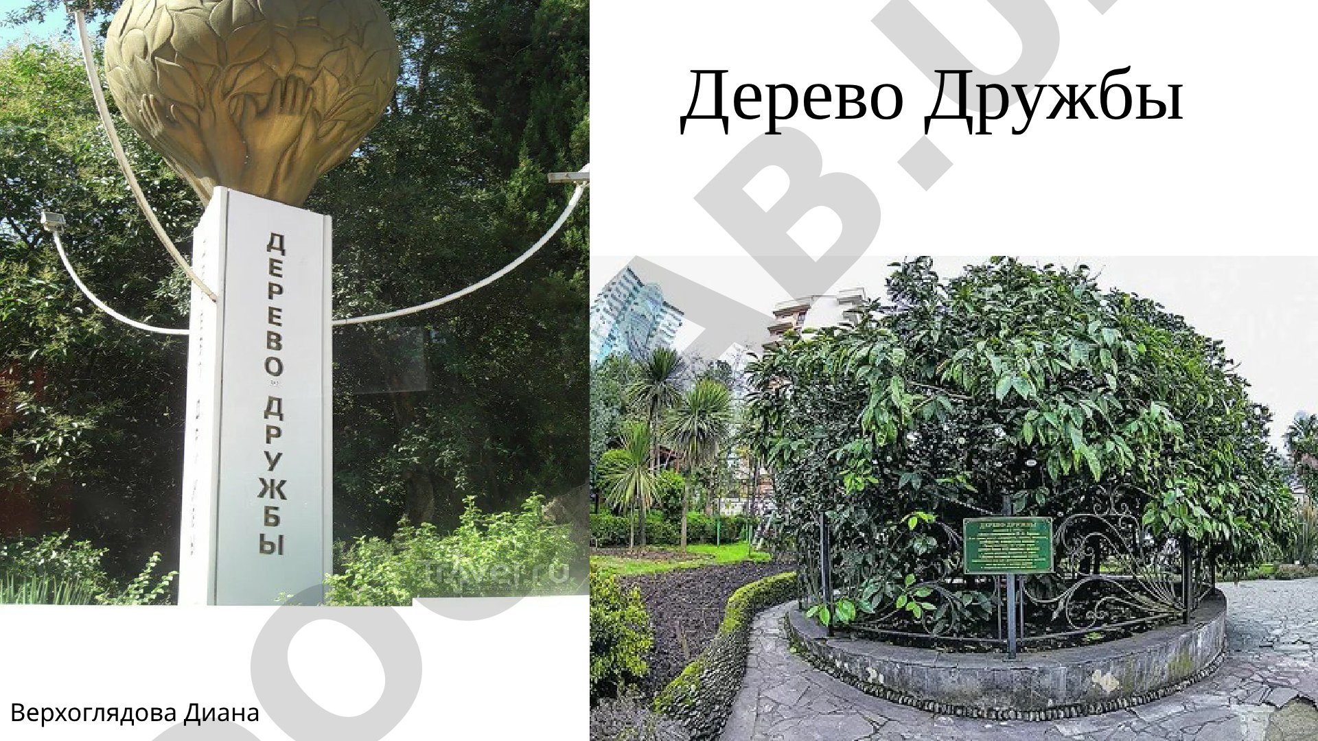 Дерево Дружбы