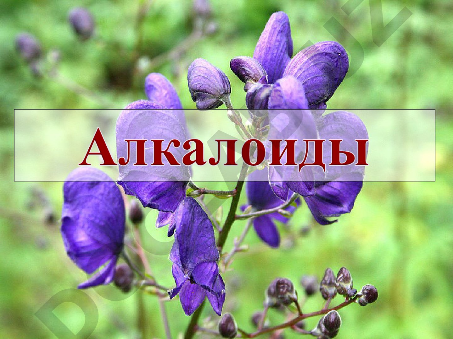 Алкалоиды: определение, классификация и свойства