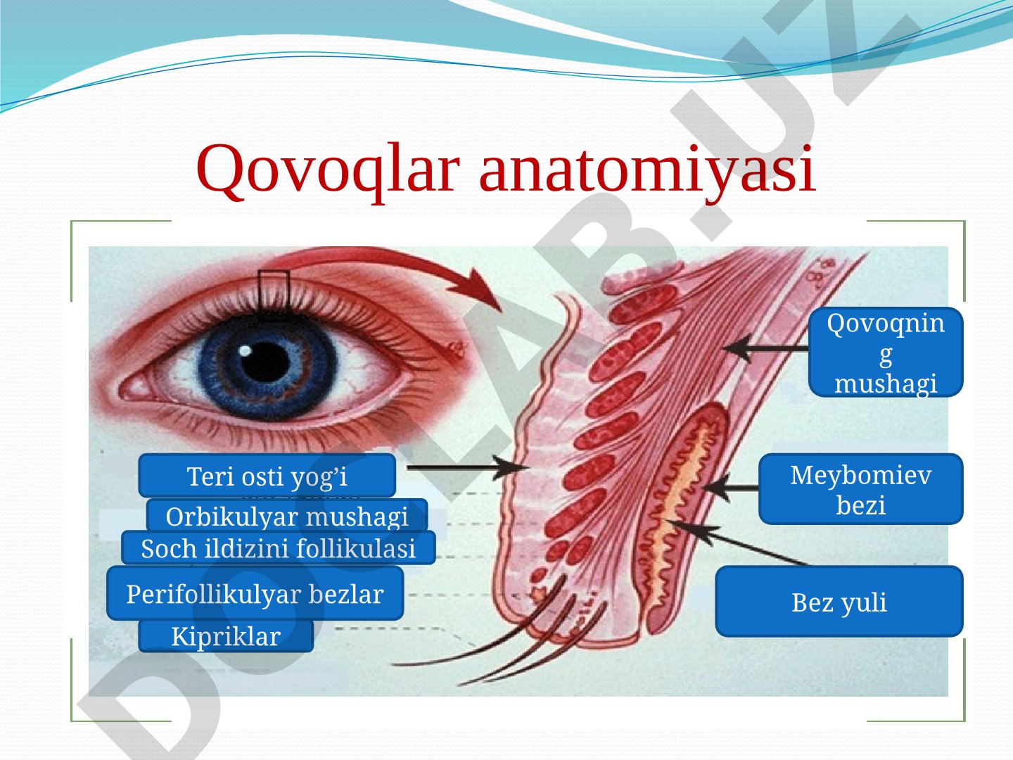 Qovoqlar patologiyalari