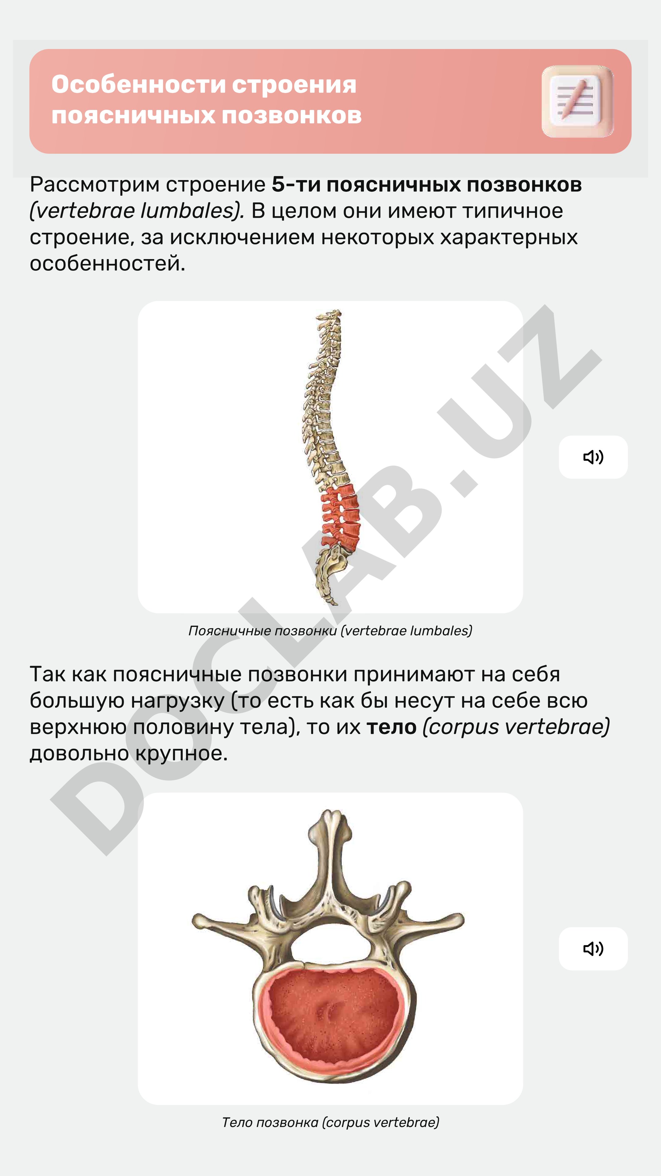 Особенности строения поясничных позвонков