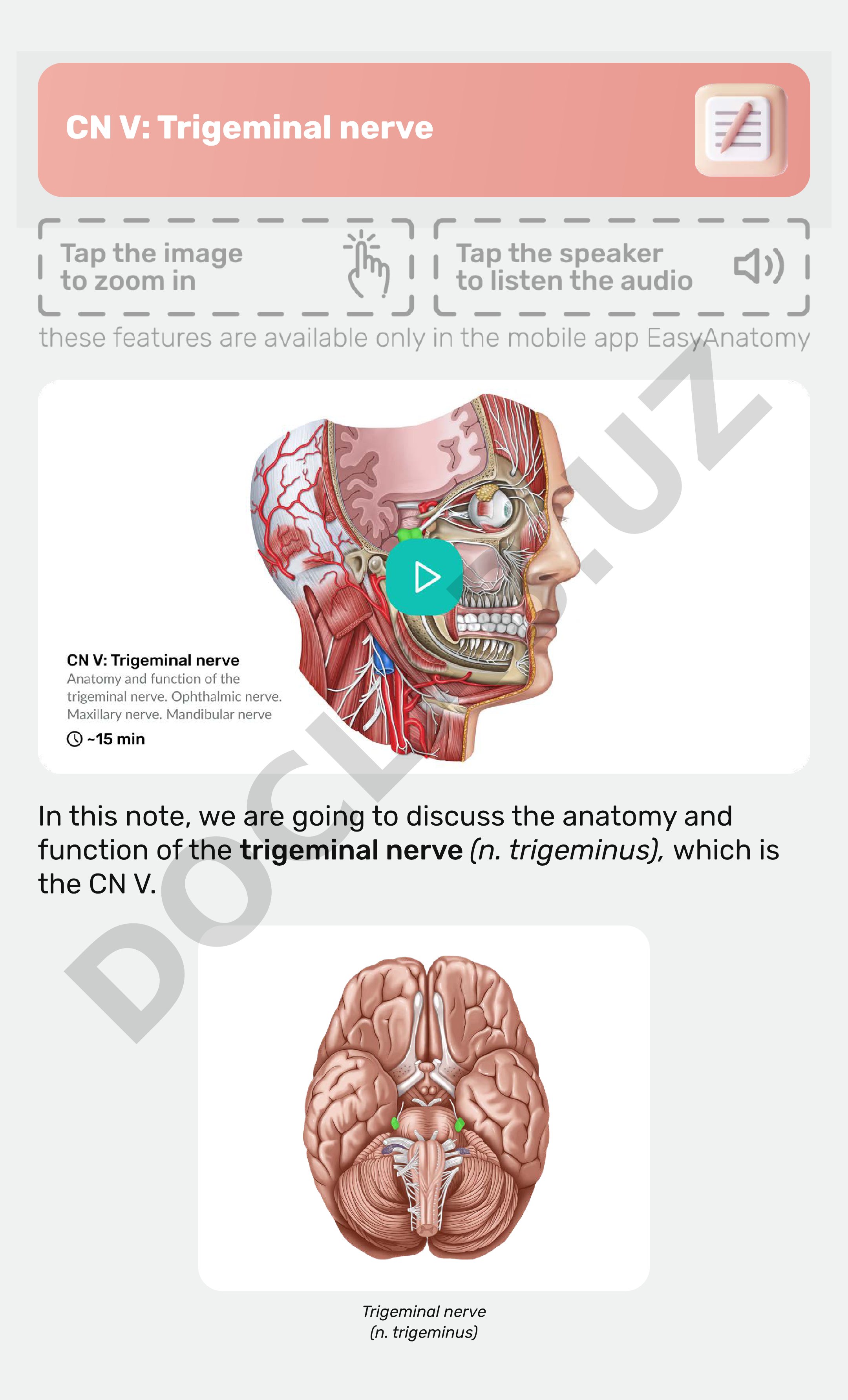 CN V: Trigeminal nerve