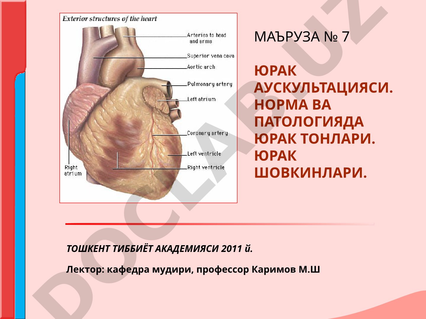 Юрак аускультацияси: норма ва патологияда юрак тонлари, юрак шовкинлари