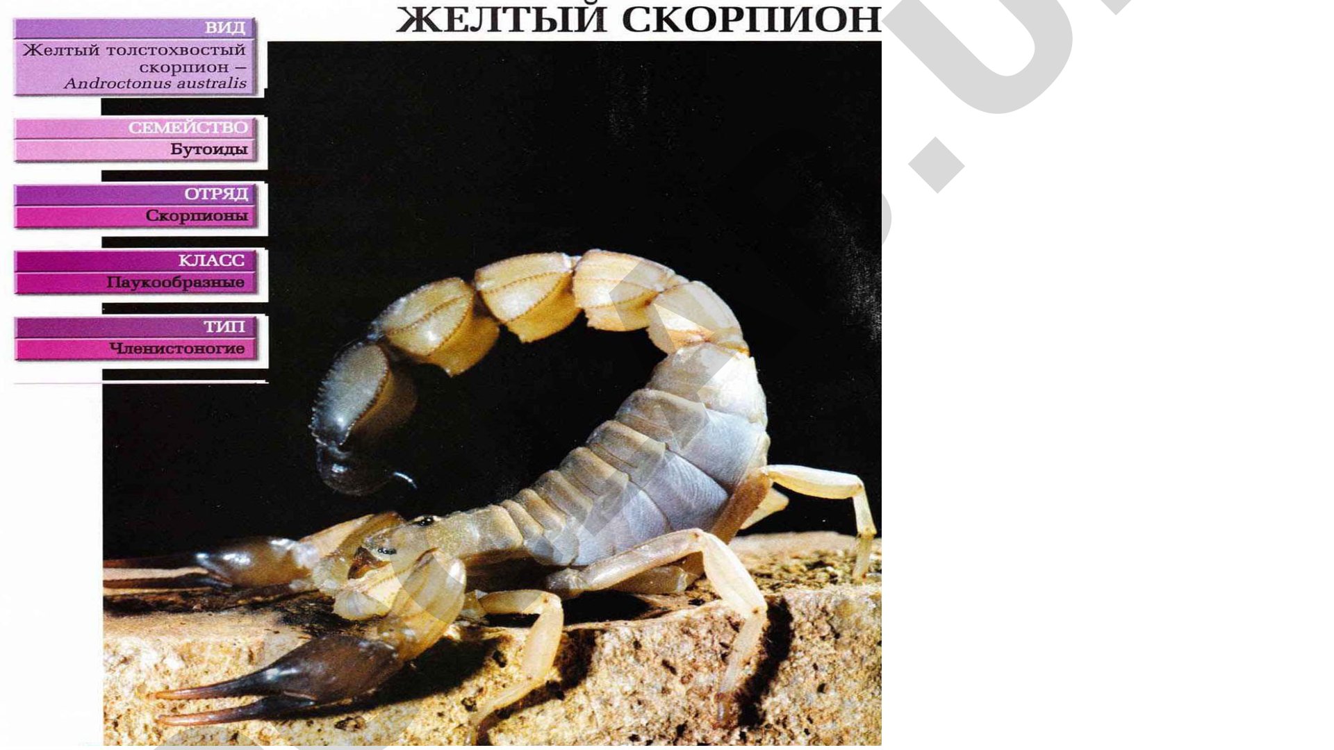Скорпионы: размеры, виды и происхождение