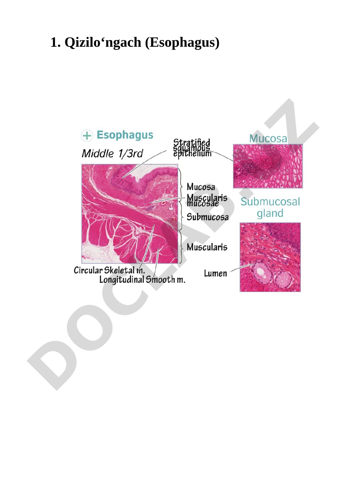 Qizilo‘ngach (Esophagus) Gistologik tuzilishi