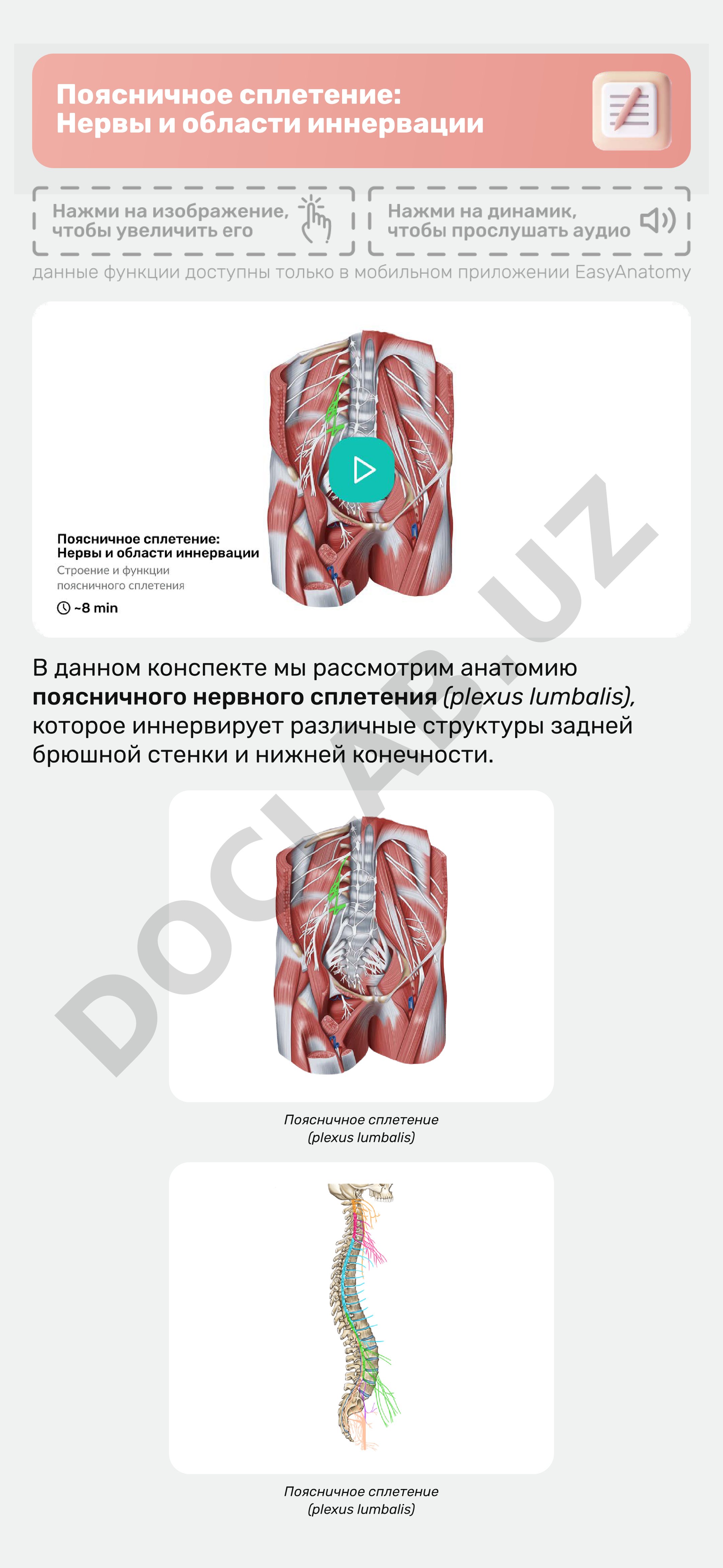 Поясничное сплетение: Нервы и области иннервации