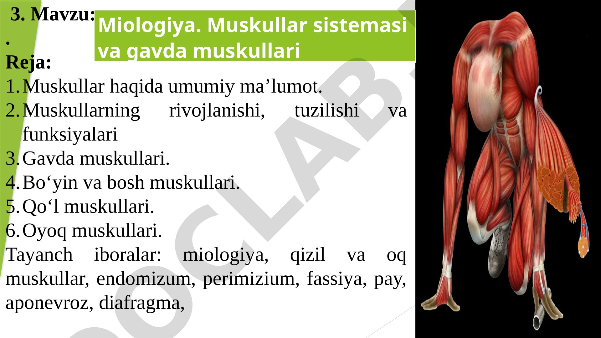 Muskullar haqida umumiy ma'lumot