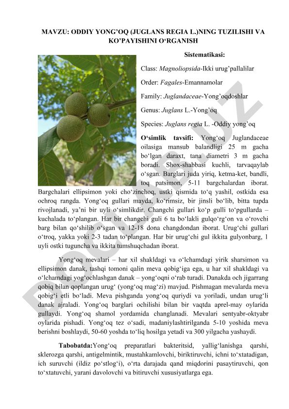 Oddiy yong'oq (Juglans regia L.)ning tuzilishi va ko'payishini o'rganish