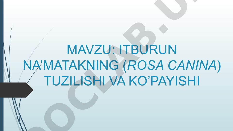 ITBURUN NA’MATAKNING (ROSA CANINA) TUZILISHI VA KO’PAYISHI