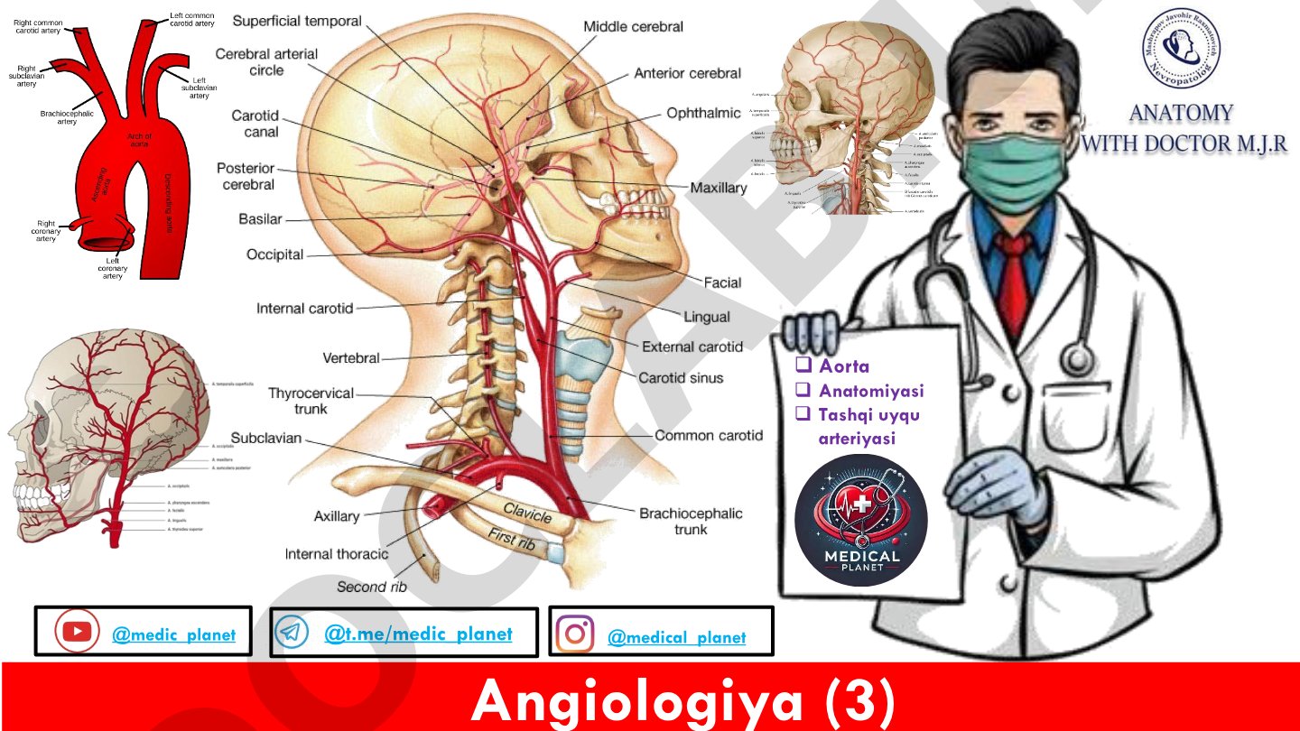 Angiologiya (3) Aorta Anatomiyasi Tashqi uyqu arteriyasi
