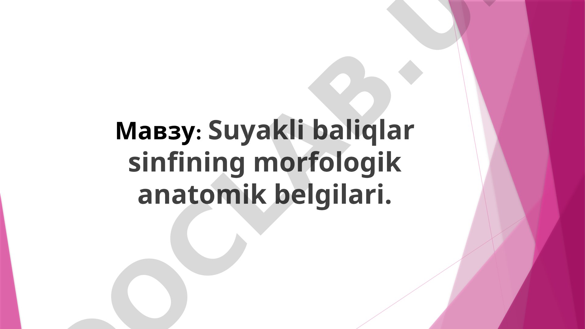 Suyakli baliqlar sinfining morfologik anatomik belgilari