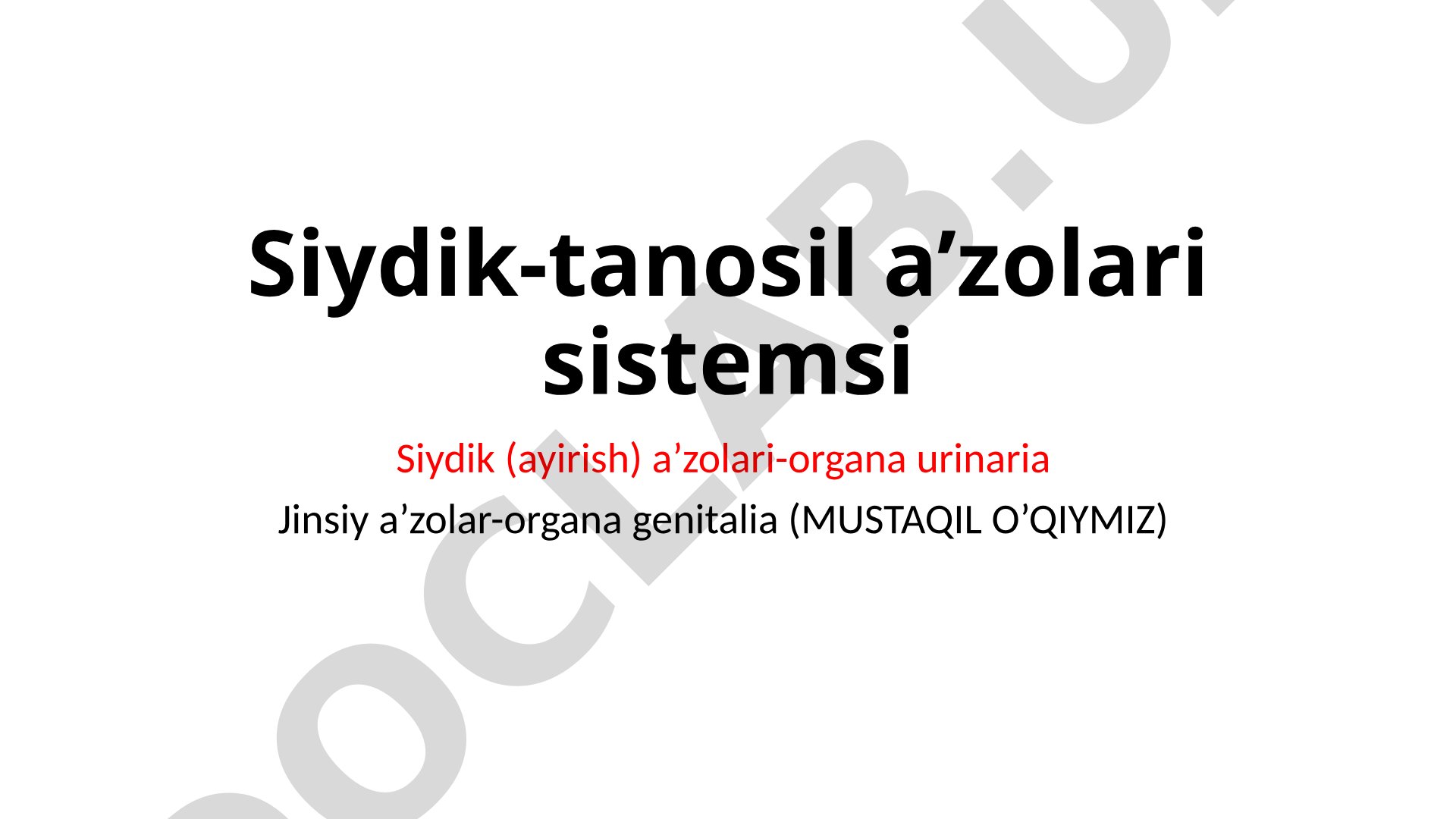 Buyrak anatomiyasi va siydik-tanosil a'zolari tuzilishi