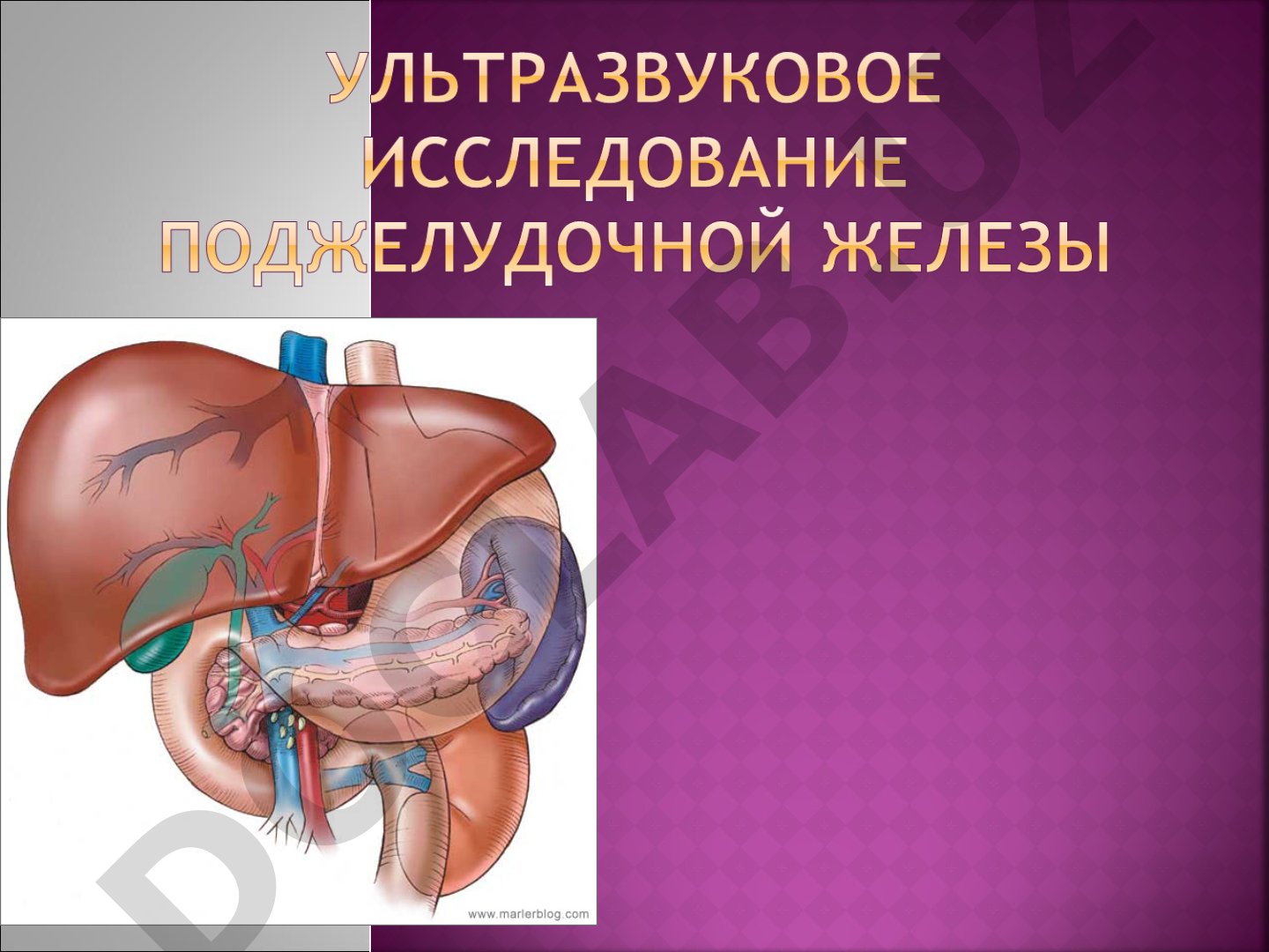 Ультразвуковая анатомия поджелудочной железы