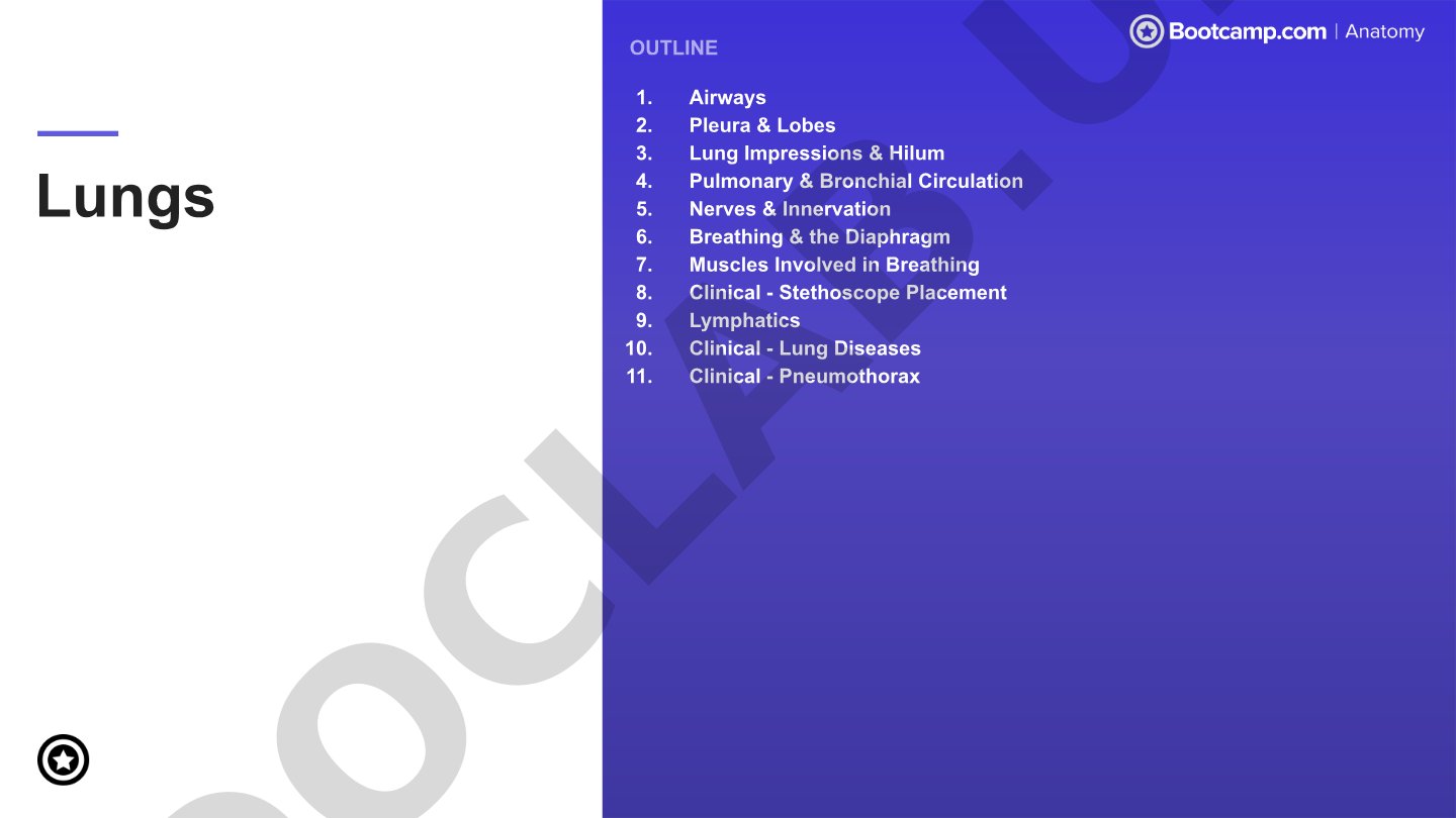 Lung Anatomy and Airways Outline