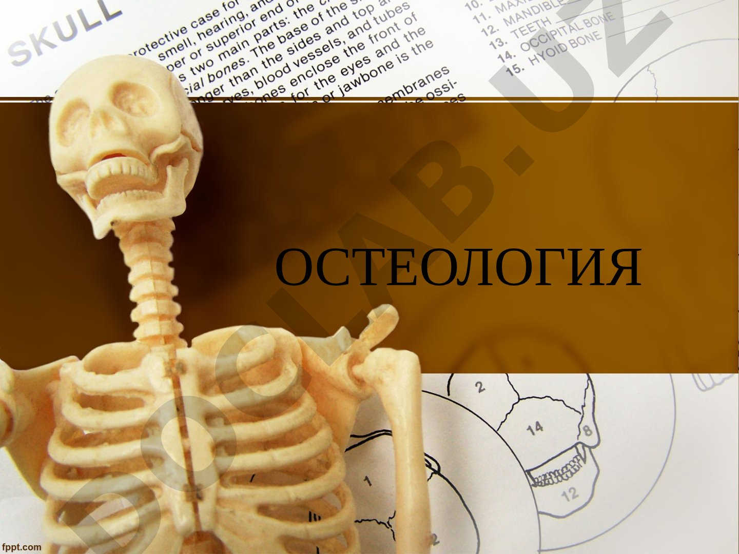 Osteologiya tayanch-harakat apparati