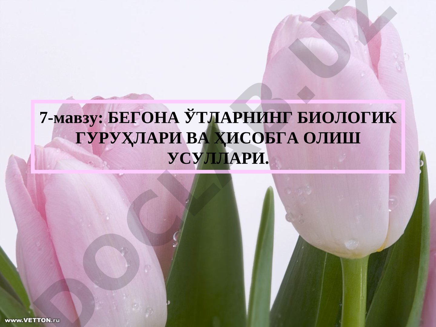 БЕГОНА ЎТЛАРНИНГ БИОЛОГИК ГУРУҲЛАРИ ВА ҲИСОБГА ОЛИШ УСУЛЛАРИ