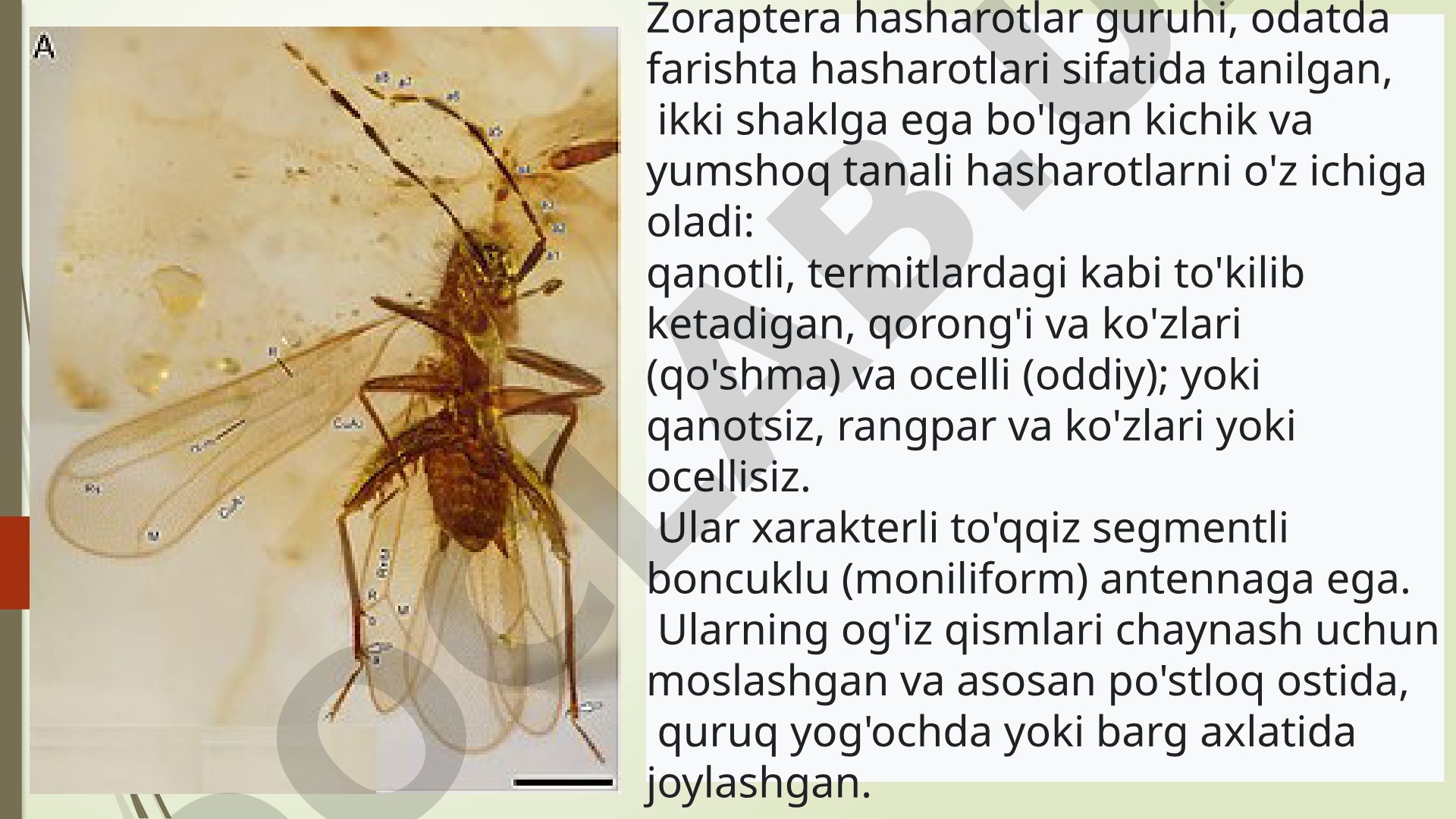 Zoraptera hasharotlar guruhi: farishta hasharotlari