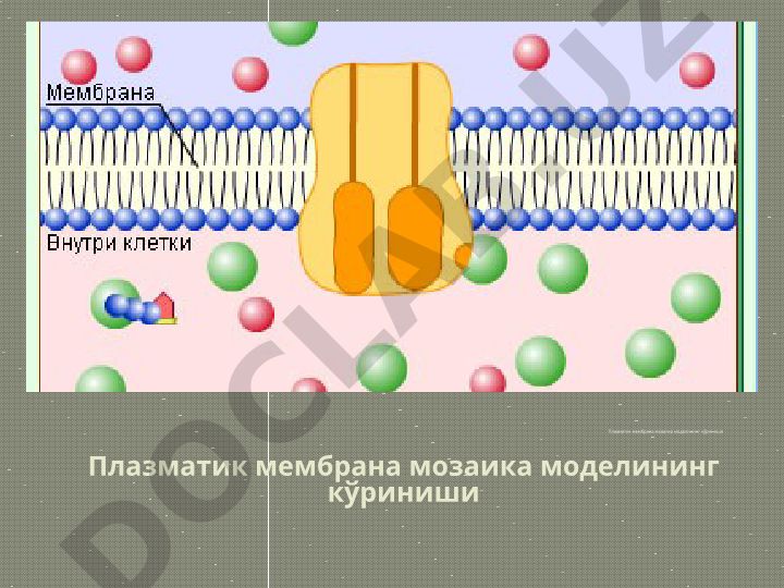 Плазматик мембрана мозаика моделининг кўриниши