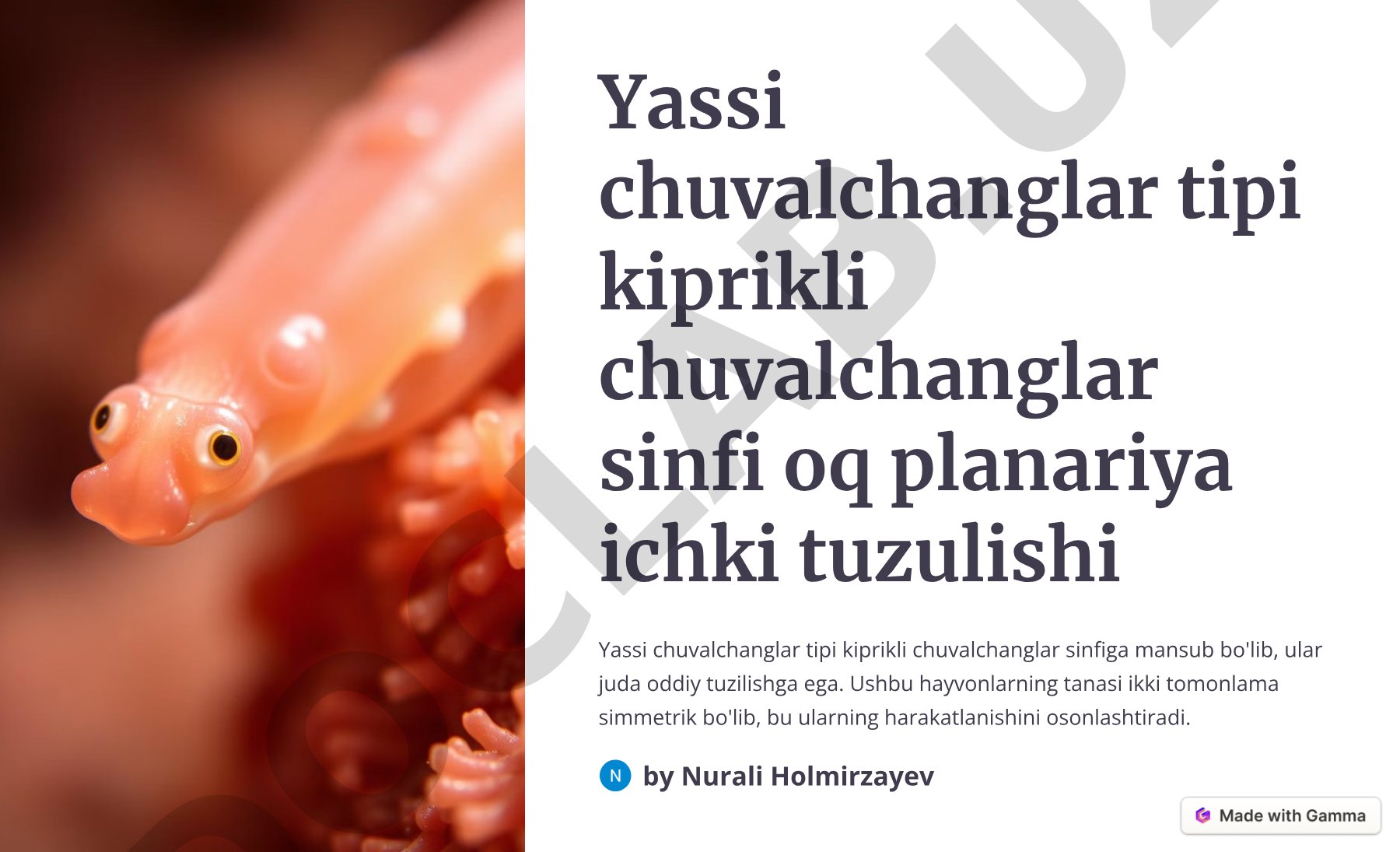 Yassi chuvalchanglar tipi kiprikli chuvalchanglar sinfi oq planariya ichki tuzulishi