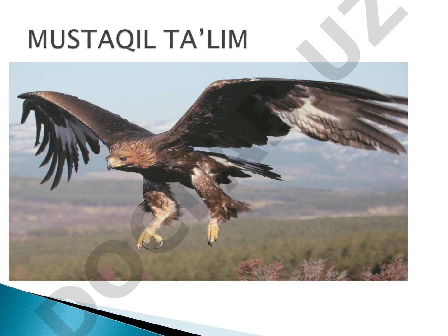 Burgut (Aquila chrysaetos) - lochinsimonlar turkumi vakili