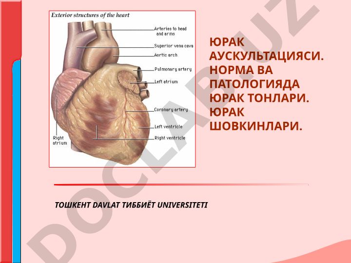 Юрак аускультацияси: норма ва патологияда юрак тонлари ва шовкинлари
