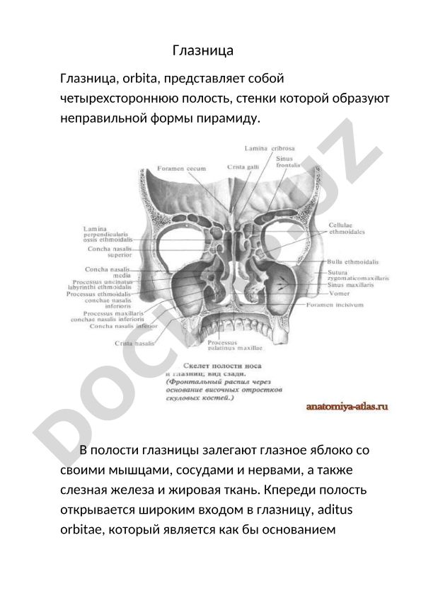 Глазница: строение, содержимое и границы