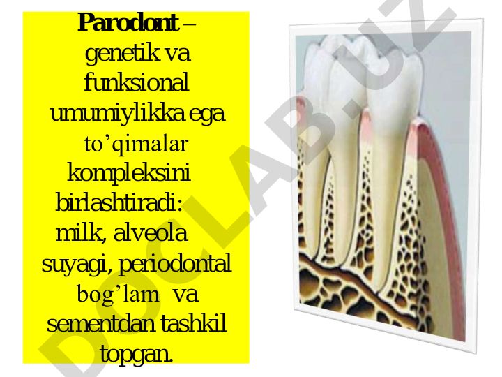 Parodont tuzilishi va milkning anatomik xususiyatlari