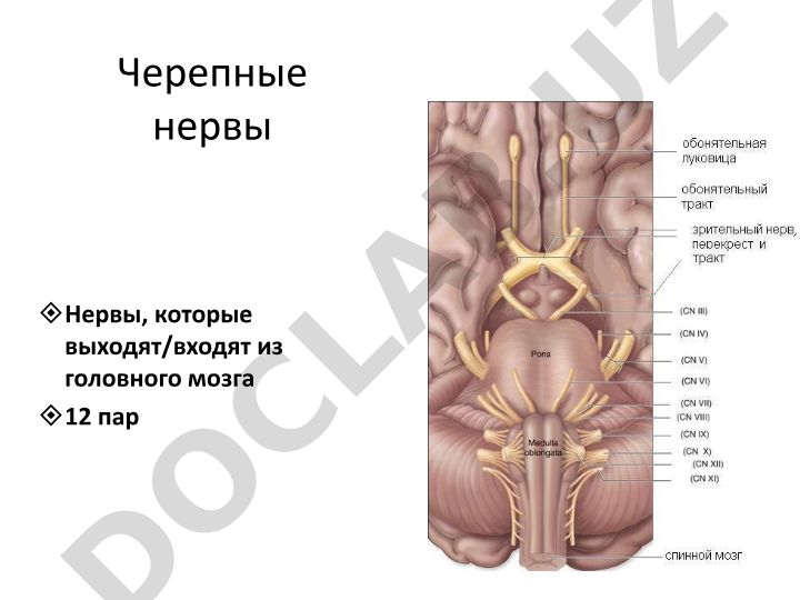 Черепные нервы: классификация, функции и мнемонические правила