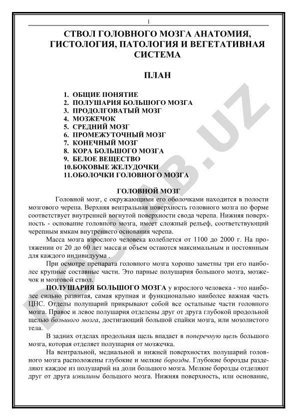 Ствол головного мозга: анатомия, гистология, патология и вегетативная система
