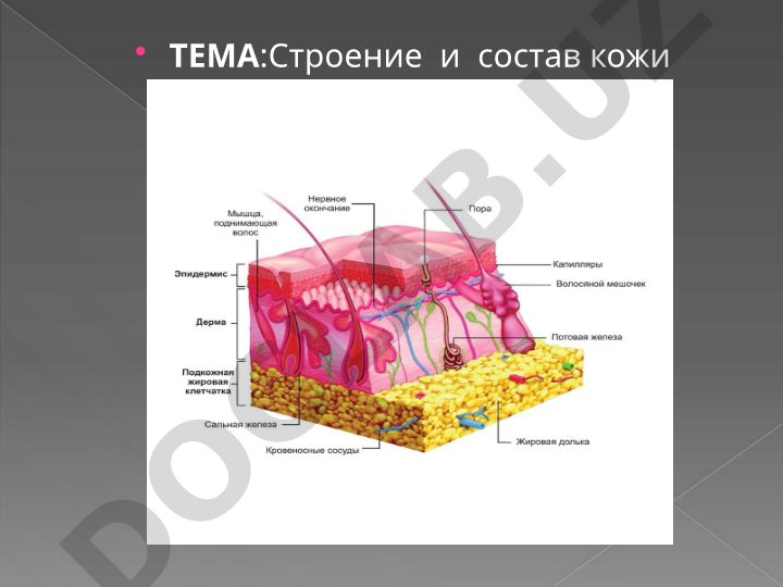 Строение и состав кожи