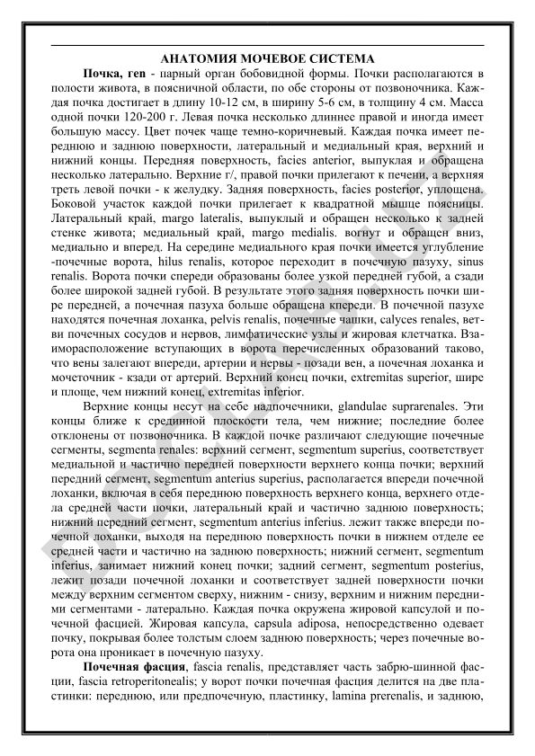Анатомия мочевой системы: строение и расположение почек