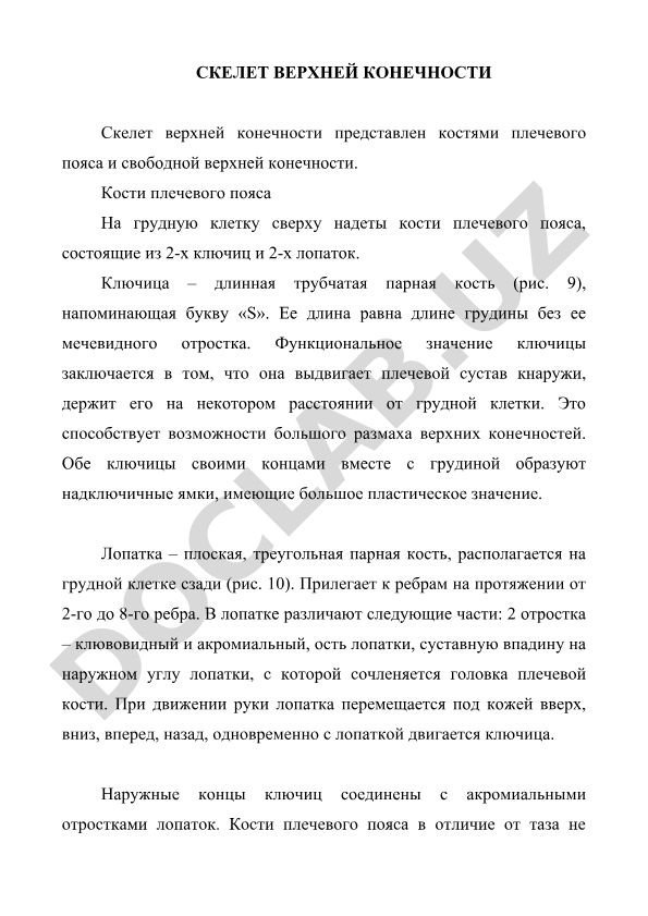 Скелет верхней конечности: кости плечевого пояса и свободной конечности