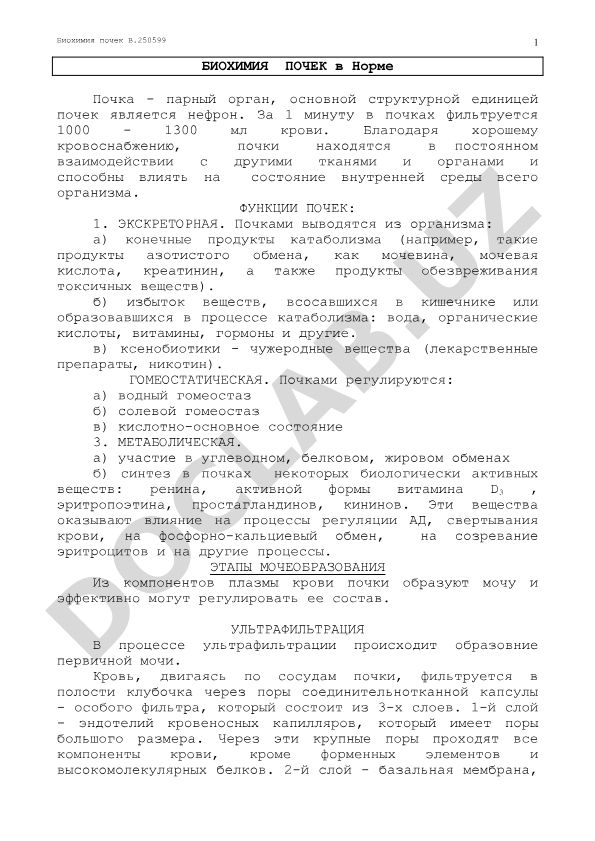 Биохимия почек: функции и метаболическая роль