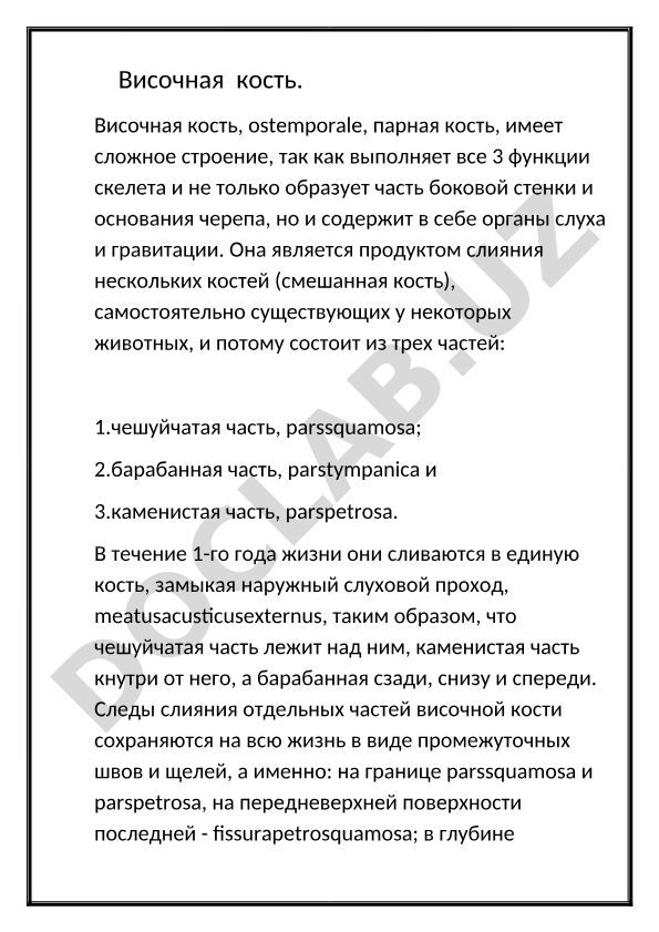 Височная кость: строение, функции и развитие