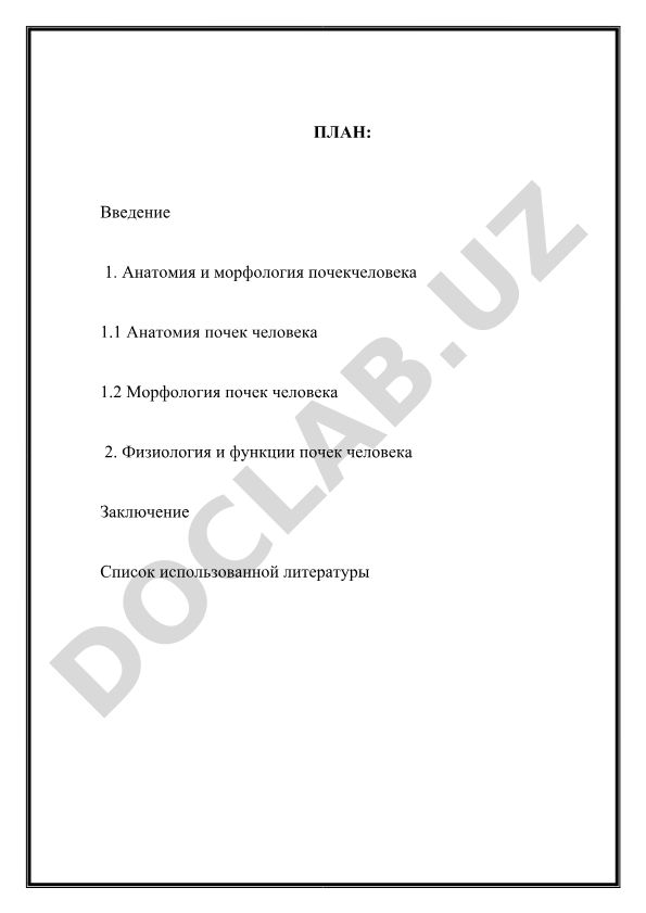 Анатомия, морфология и физиология почек человека